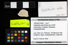 Foto (Objekt + Etiketten) von Galatheites aiola (Robins et al., 2016) 